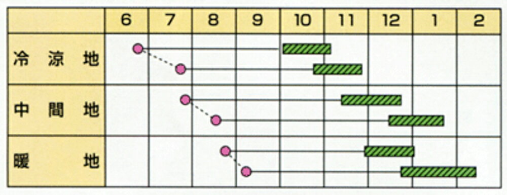 紅徳 2dl ニンジン にんじん 人参【カネコ種苗 種 たね タネ 】【通常5倍 5のつく...