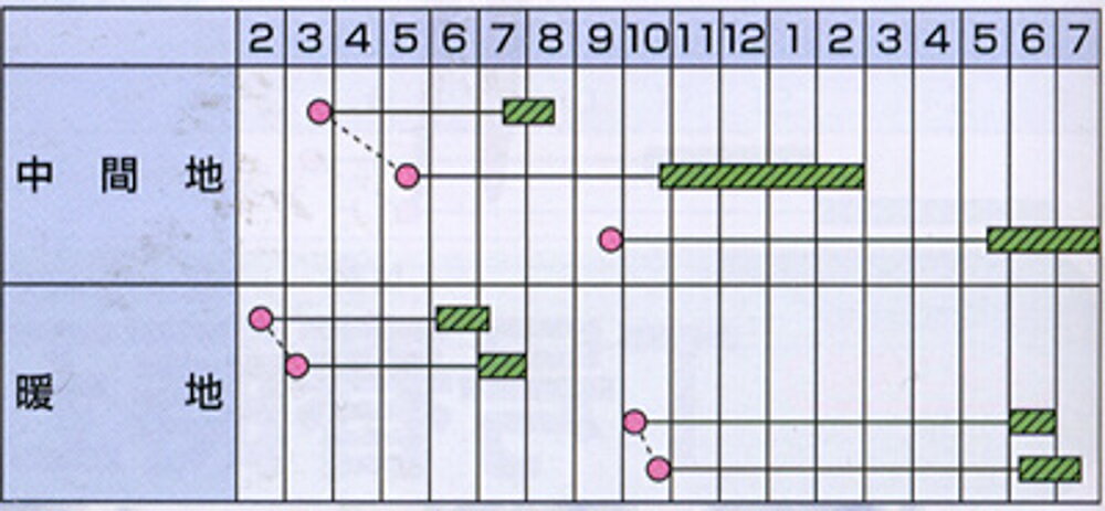 正作 1L 牛蒡 ゴボウ ごぼう【カネコ種苗 種 たね タネ 】【通常5倍 5のつく日はポ...