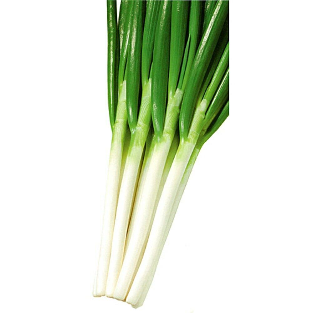 源翠 ペレット6000粒 葱 ネギ ねぎ【カネコ種苗 種 たね タネ 】【通常5倍 5のつく日はポイント10倍】