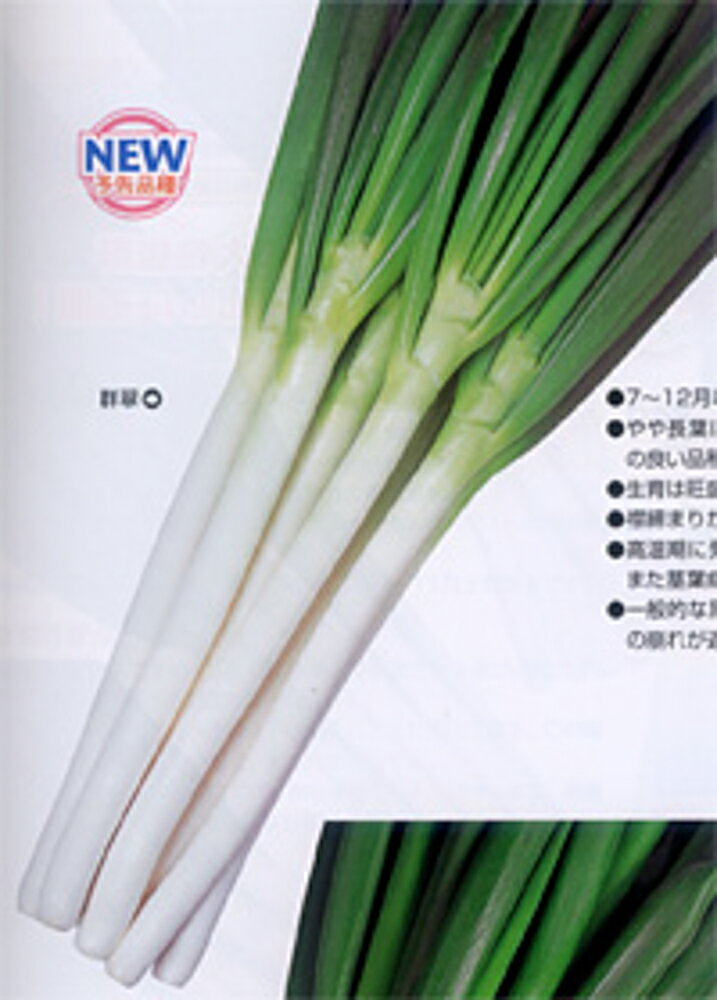 樂天商城 - 群翠 20ml 葱 ネギ ねぎ【カネコ種苗 種 たね タネ 】【通常5倍 5のつく日はポイント10倍】