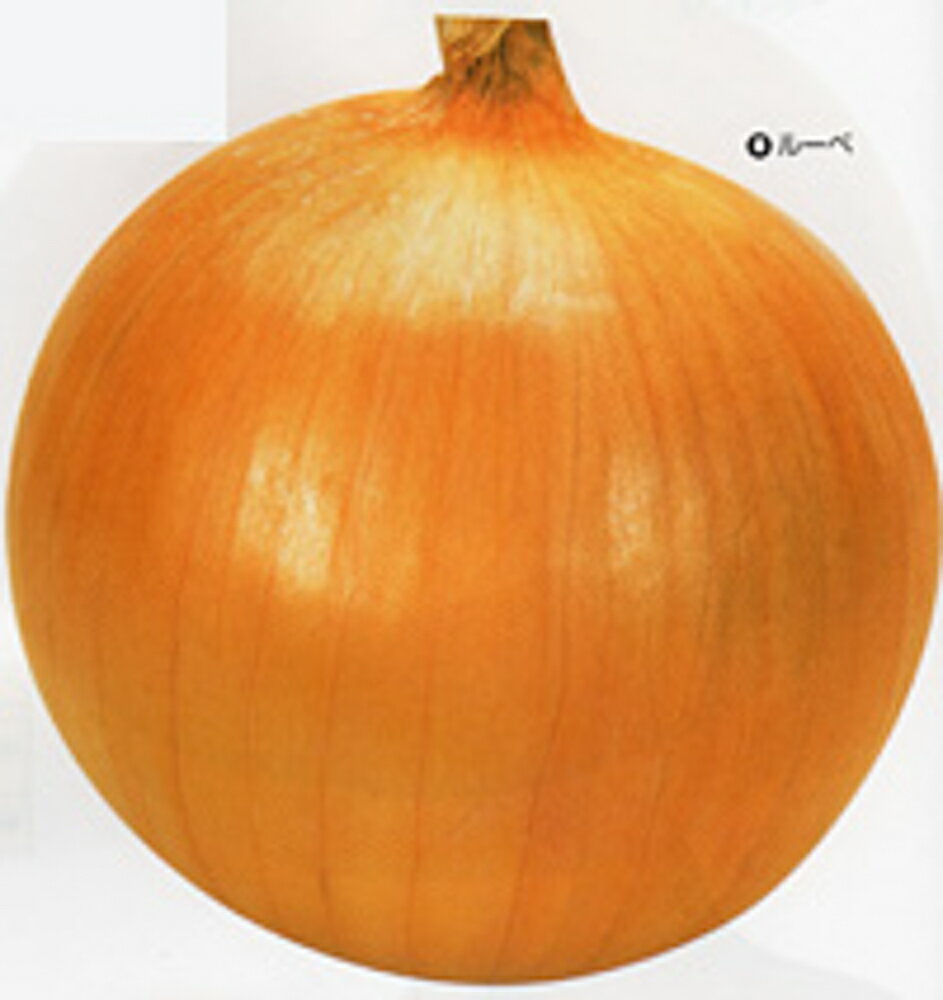 ルーペ ペレット5000粒 玉ねぎ たまねぎ 玉葱 タマネギ【カネコ種苗 種 たね タネ 】【通常5倍 5のつく..