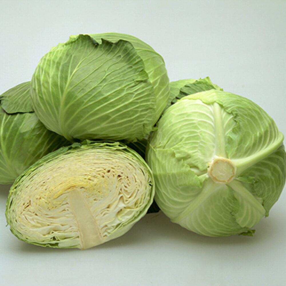冬そだち 2500粒 キャベツ【カネコ種苗 種 たね タネ 】【通常5倍 5のつく日はポイ...