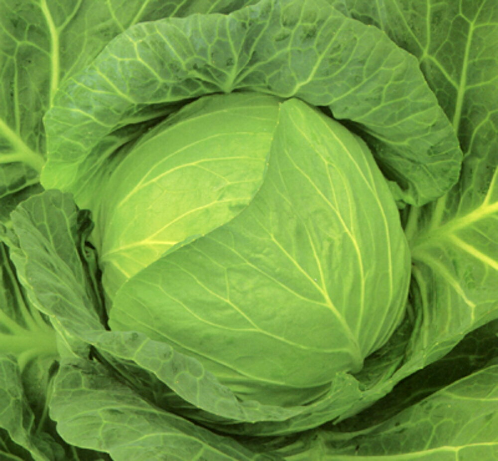 光彩 2500粒 キャベツ【カネコ種苗 種 たね タネ 】【通常5倍 5のつく日はポイント10倍】