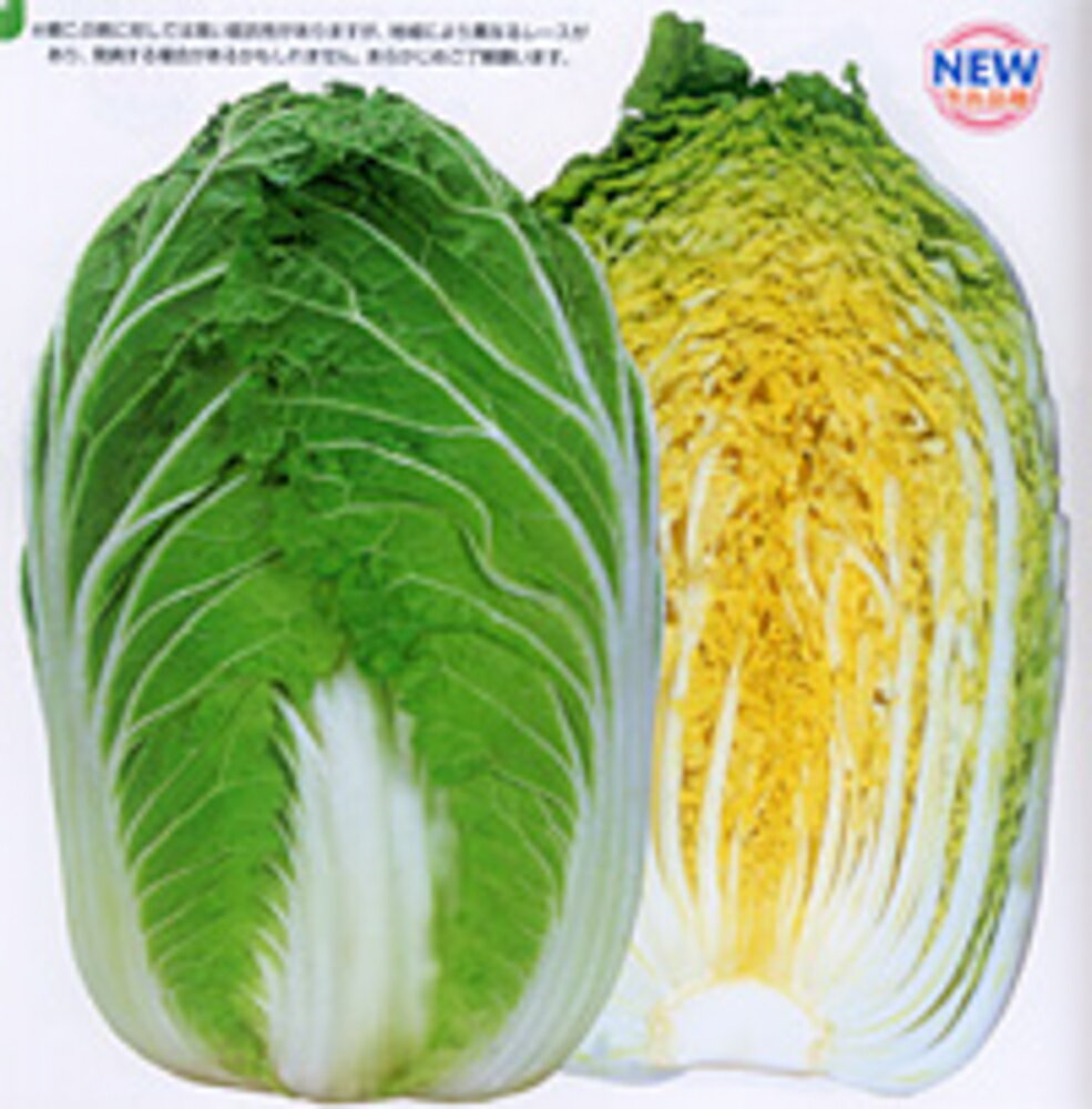 樂天商城 - 黄望峰90 20ml 白菜 ハクサイ はくさい【カネコ種苗 種 たね タネ 】【通常5倍 5のつく日はポイント10倍】