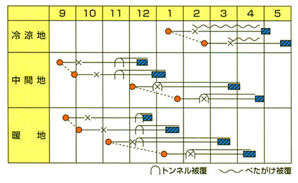 ジェントル PVP ペレット5000粒 レタス【カネコ種苗 種 たね タネ 】【通常5倍 5の...