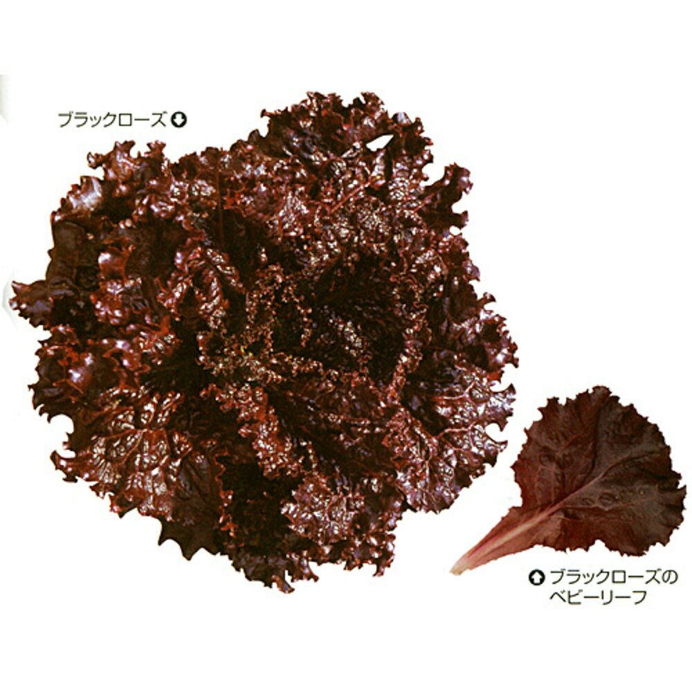 ブラックローズ PVP ペレット1000粒 レタス【カネコ種苗 種 たね タネ 】【通常5倍 5のつく日はポイント10倍】...