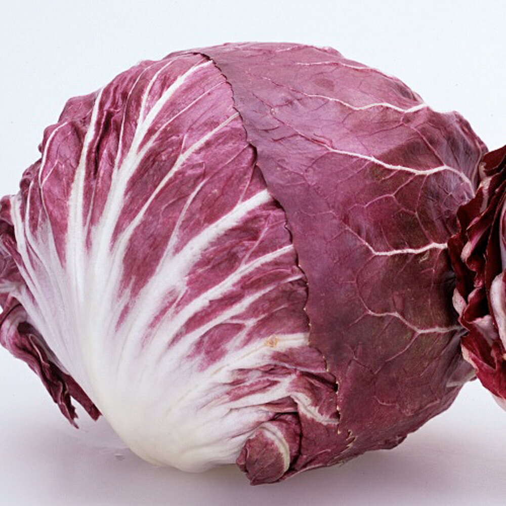 レッドストーン ペレット1000粒 レタス【カネコ種苗 種 たね タネ 】【通常5倍 5のつく日はポイント10倍】