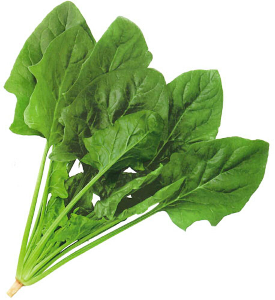 スナイパー L30000粒 ほうれん草 法蓮草 ホウレンソウ ほうれんそう【カネコ種苗 種 たね タネ 】【通常5倍 5のつく日はポイント10倍】