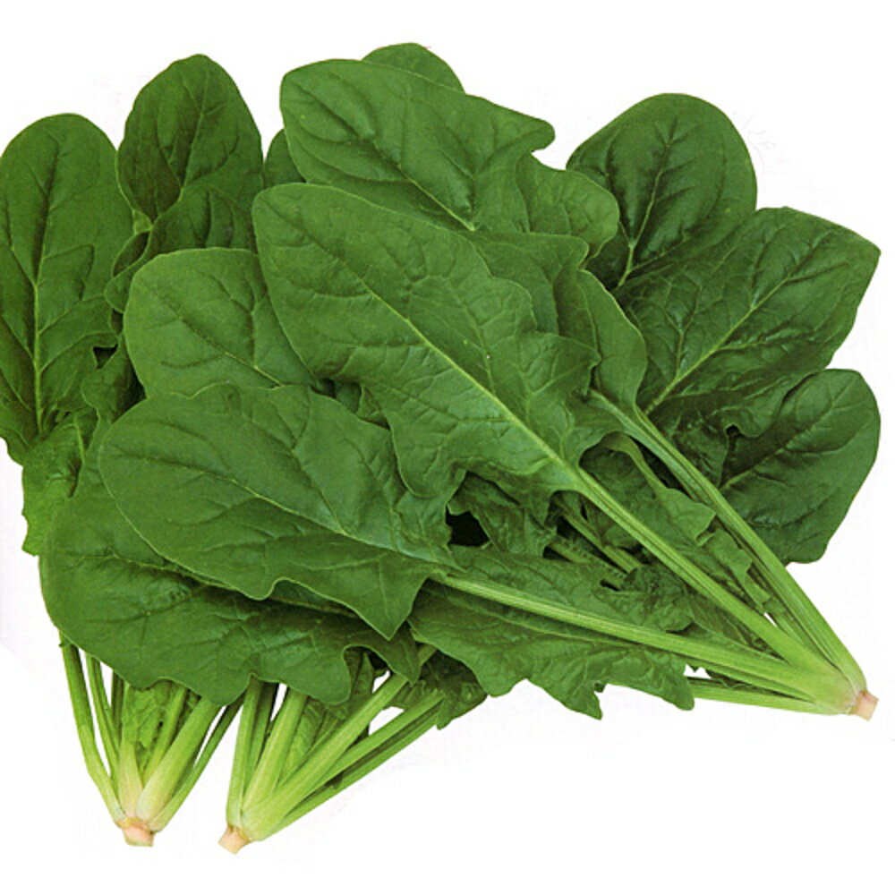 ユアーズ M30000粒 ほうれん草 法蓮草 ホウレンソウ ほうれんそう【カネコ種苗 種 たね タネ 】【通常5倍 5のつく日はポイント10倍】