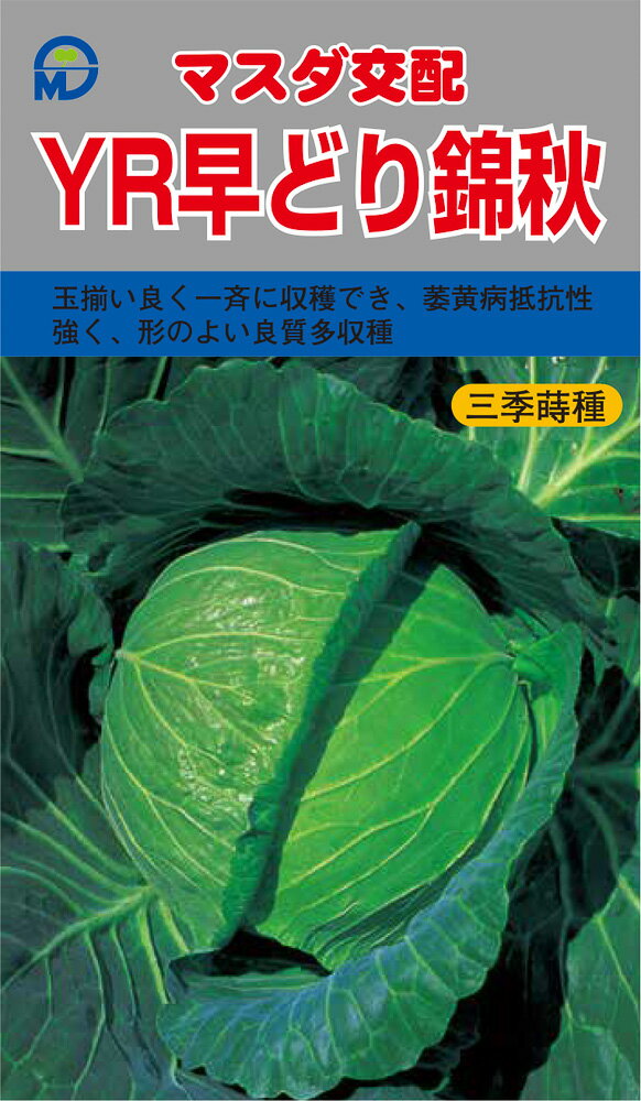 YR早どり錦秋甘藍 コート(5000粒) キャベツ 甘藍 かんらん カンラン【増田採種場 種 たね タネ】【通常5倍 5のつく日はポイント10倍】