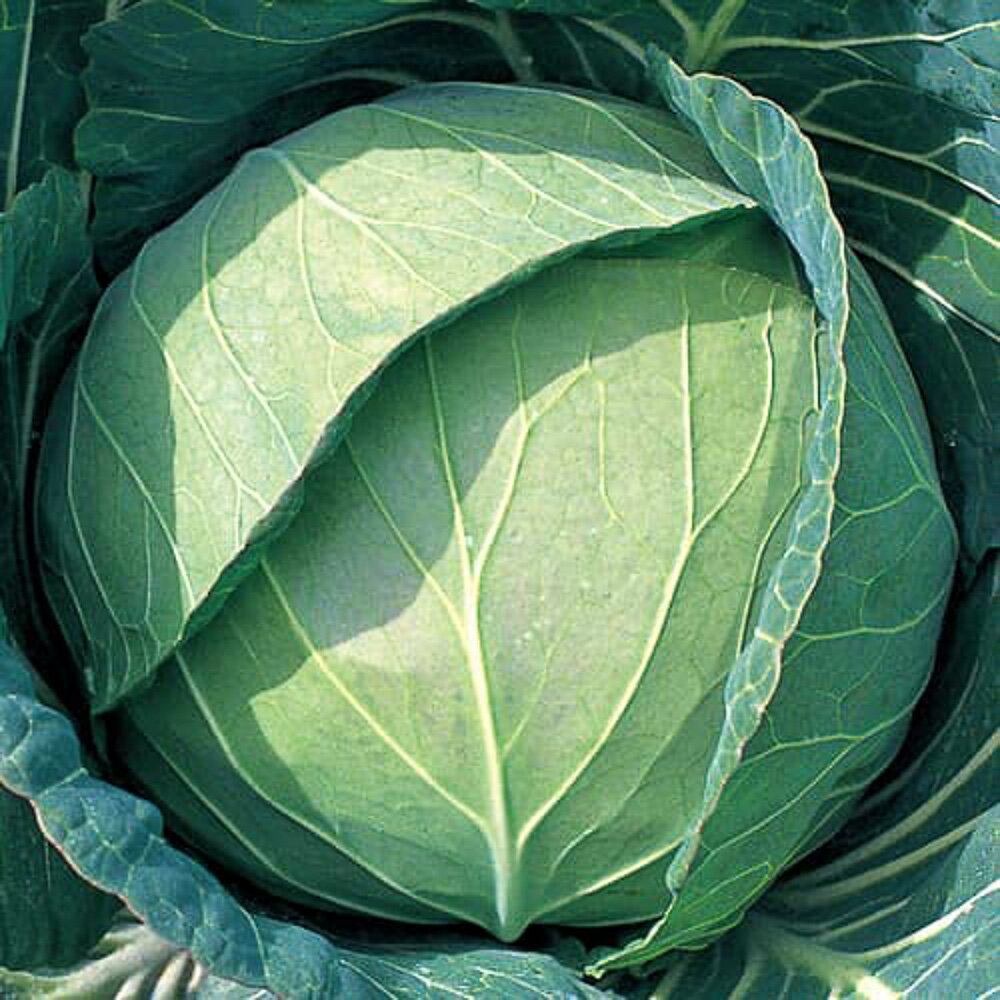 YR�ӽ�����152���� ������(5000γ) ����٥� ���� ������ ����������ĺμ�� �� ���� ���ۡ͡��̾�5�� 5�ΤĤ����ϥݥ����10�ܡ�