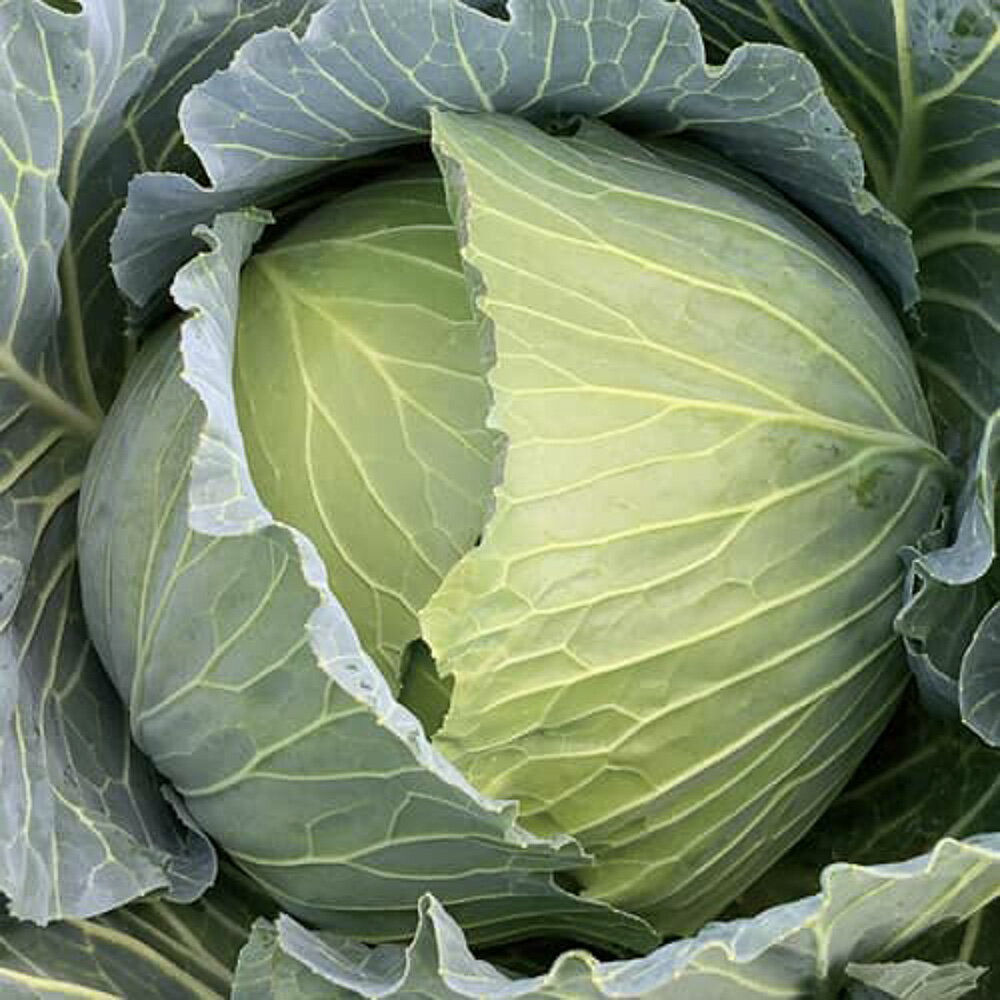 ������982���� ������(5000γ) ����٥� ���� ������ ����������ĺμ�� �� ���� ���ۡ͡��̾�5�� 5�ΤĤ����ϥݥ����10�ܡ�