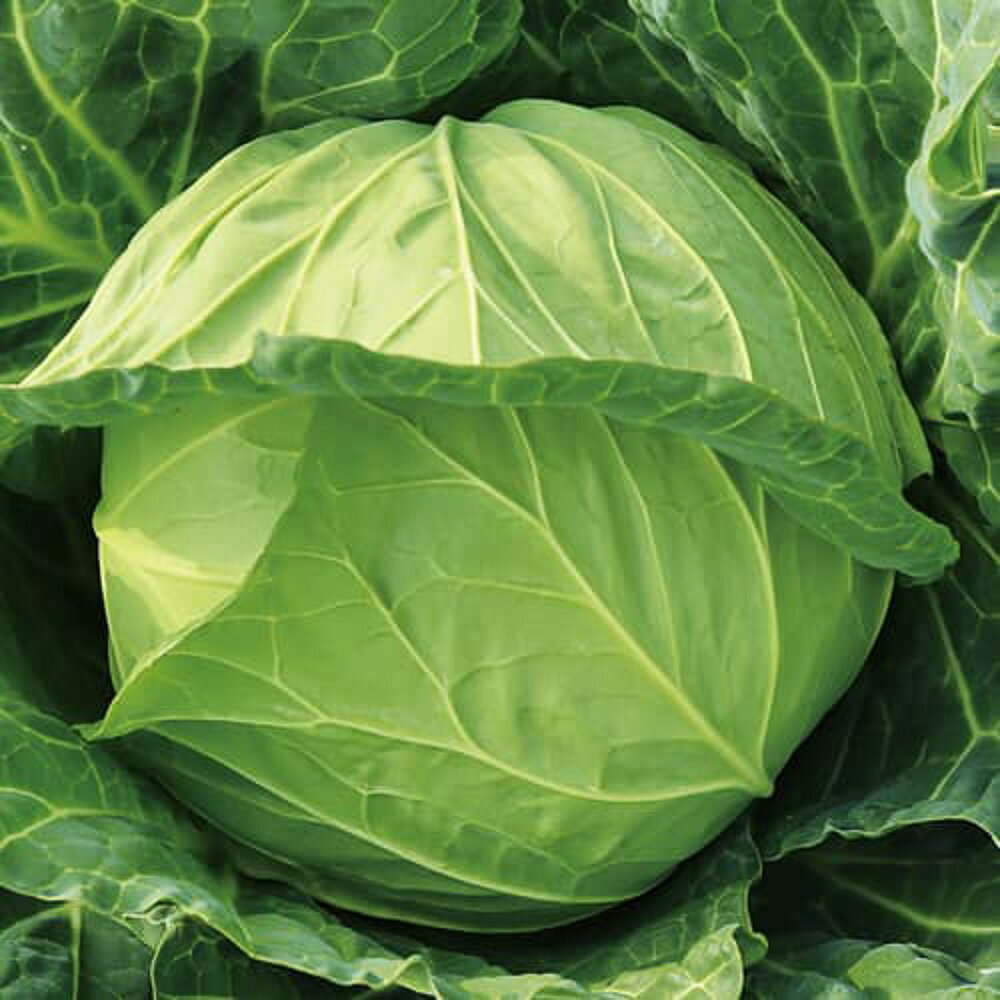 春系481号甘藍 コート(5000粒) キャベツ 甘藍 かんらん カンラン【増田採種場 種 ...