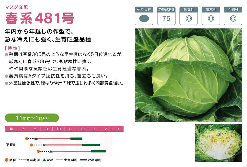春系481号甘藍 コート(5000粒) キャベツ 甘藍 かんらん カンラン【増田採種場 種 ...