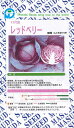 レッドベリー甘藍(旧:レッド試交1号) 2000粒 キャベツ 甘藍 かんらん カンラン【増田採種場 種 たね タネ】【通常5倍 5のつく日はポイント10倍】