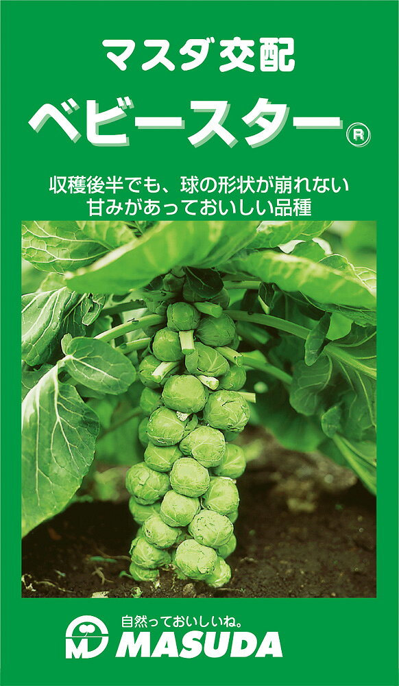 収穫後半でも、球の形状が崩れない甘味があっておいしい品種
