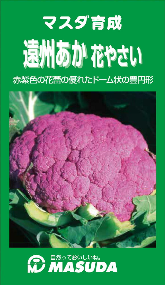 樂天商城 - 遠州あか花やさい 1500粒 カリフラワー【増田採種場 種 たね タネ】【通常5倍 5のつく日はポイント10倍】