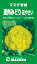 遠州みどり花やさい 1500粒 カリフラワー【増田採種場 種 たね タネ】【通常5倍 5のつく日はポイント10倍】