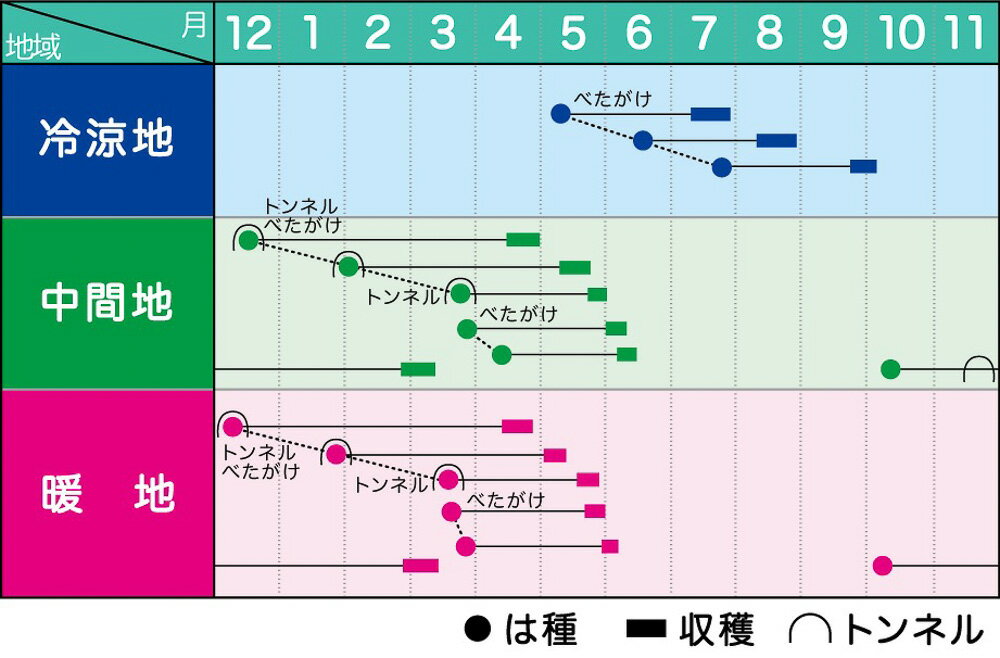NEW 豊誉(MKS-R725) 8000粒 大根 ダイコン だいこん【ヴィルモランみかど 種 たね ...
