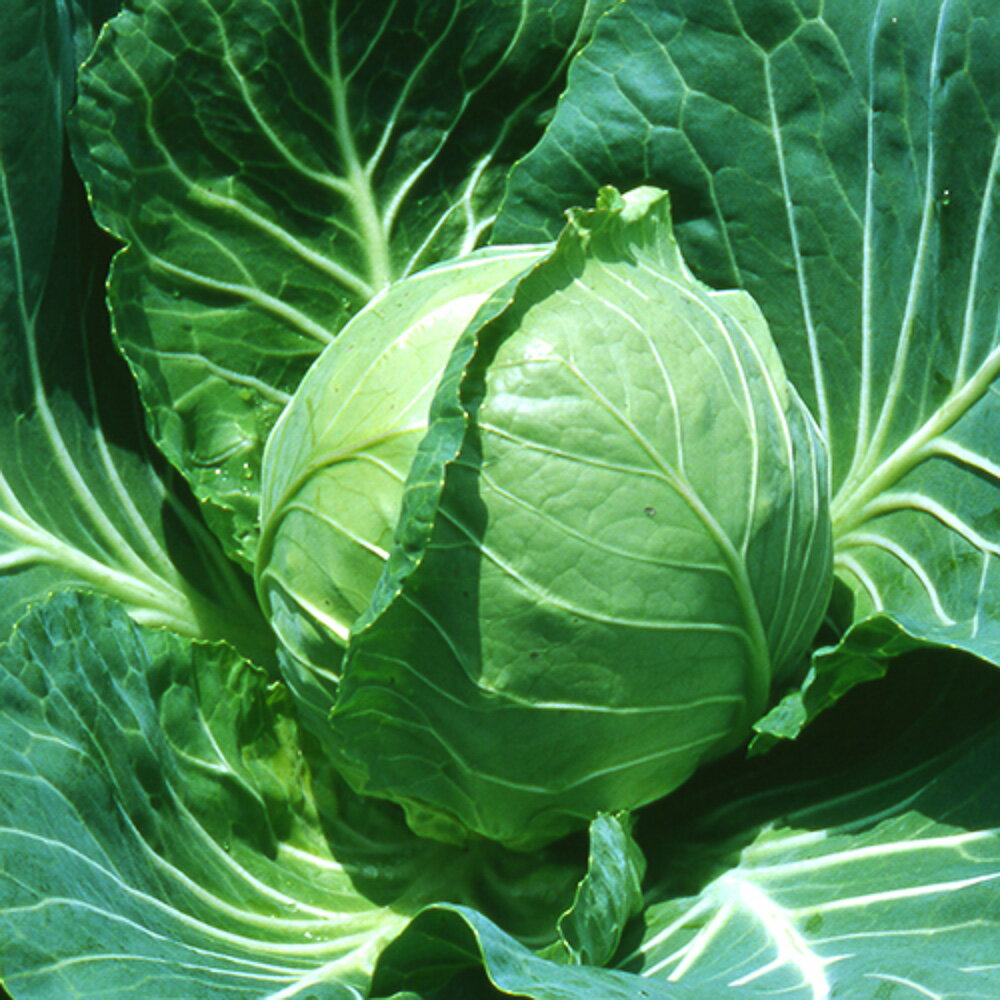 樂天商城 - HO-10 ペレット 5000粒 キャベツ【ヴィルモランみかど 種 たね タネ】【通常5倍 5のつく日はポイント10倍】