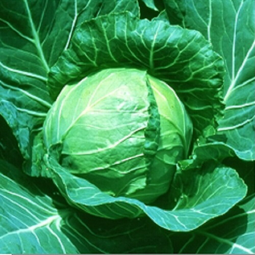 樂天商城 - YRデライトボール 20ml 袋 キャベツ【ヴィルモランみかど 種 たね タネ】【通常5倍 5のつく日はポイント10倍】