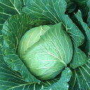 秋空 ペレット 5000粒 キャベツ【ヴィルモランみかど 種 たね タネ】【通常5倍 5のつく日はポイント10倍】