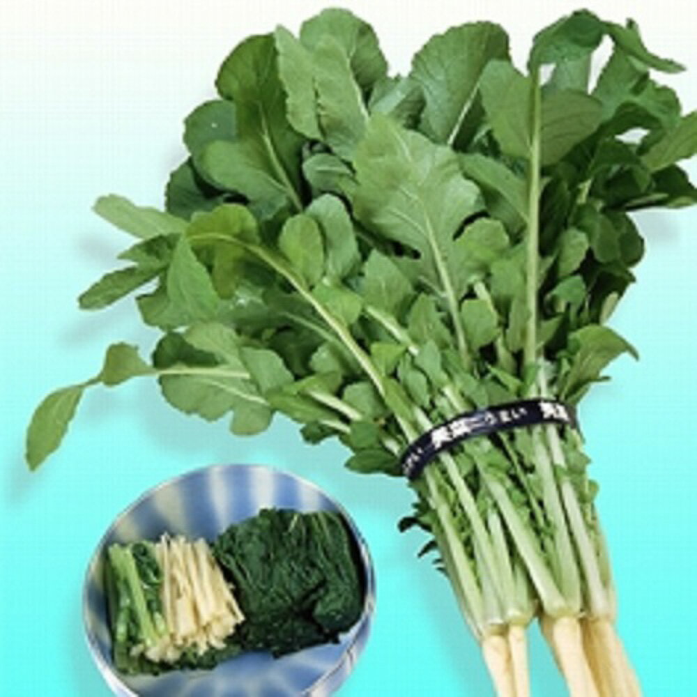 樂天商城 - 美菜ハダイコン 8000粒 大根 ダイコン だいこん【ヴィルモランみかど 種 たね タネ】【通常5倍 5のつく日はポイント10倍】