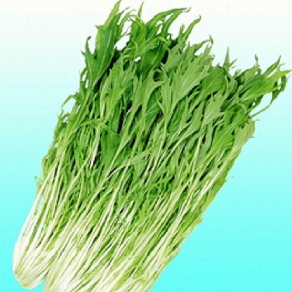 清流みず菜 ペレット 5000粒 水菜 ミズナ みずな【ヴィルモランみかど 種 たね タネ】【通常5倍 5のつく日はポイント10倍】