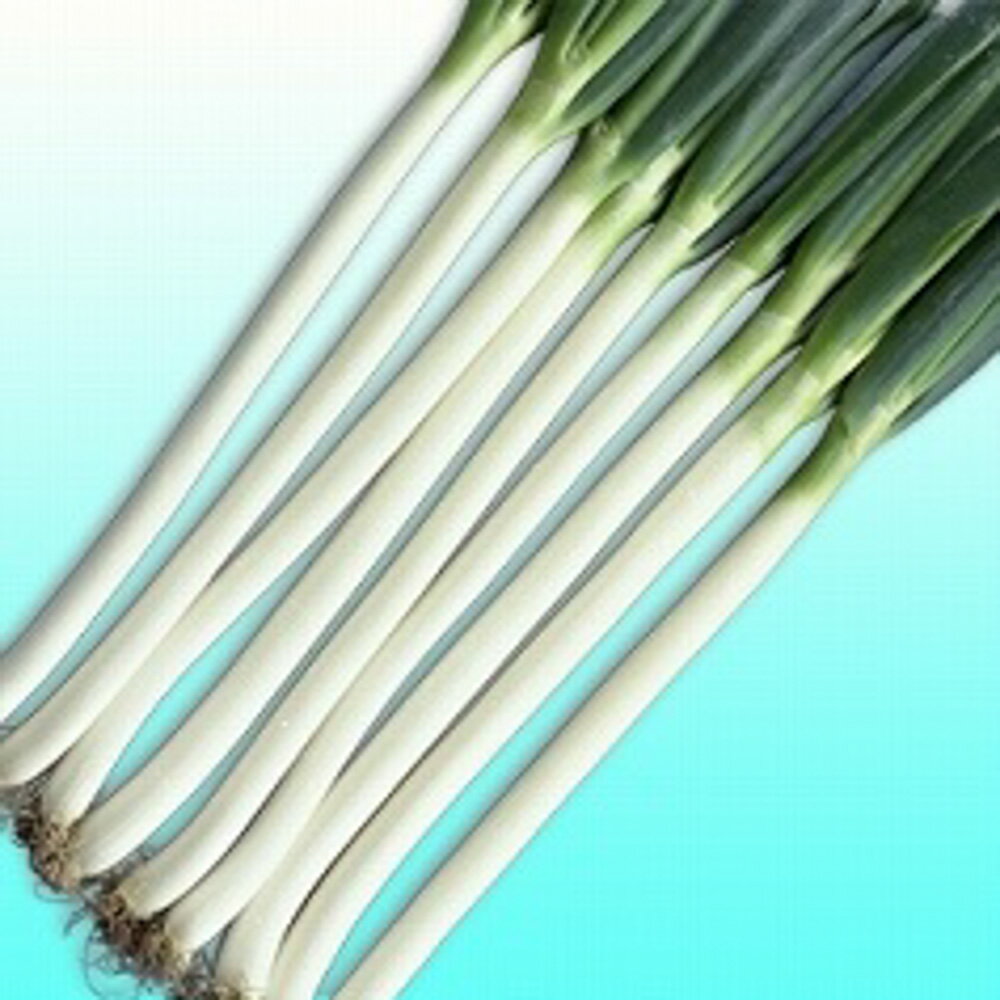 長悦 2dl 袋 葱 ネギ ねぎ【ヴィルモランみかど 種 たね タネ】【通常5倍 5のつく日はポイント10倍】