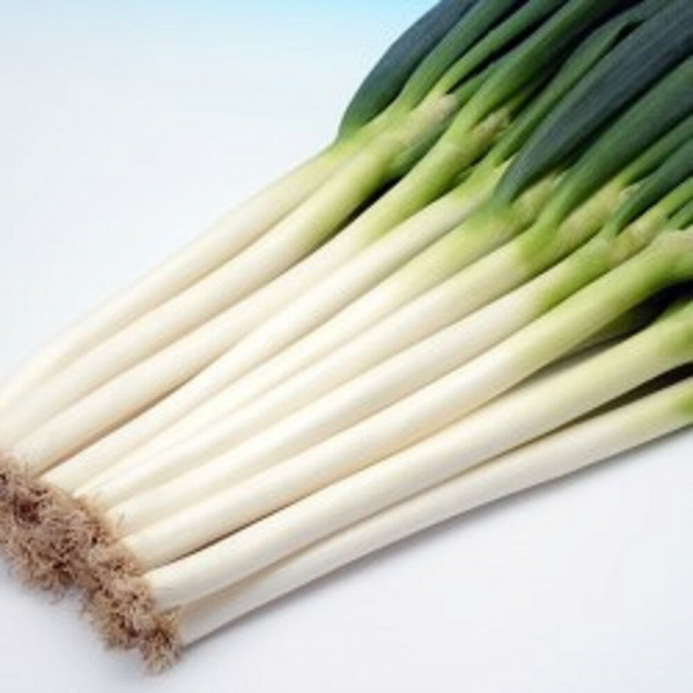 樂天商城 - 冬の宝山 1dl 袋 葱 ネギ ねぎ【ヴィルモランみかど 種 たね タネ】【通常5倍 5のつく日はポイント10倍】