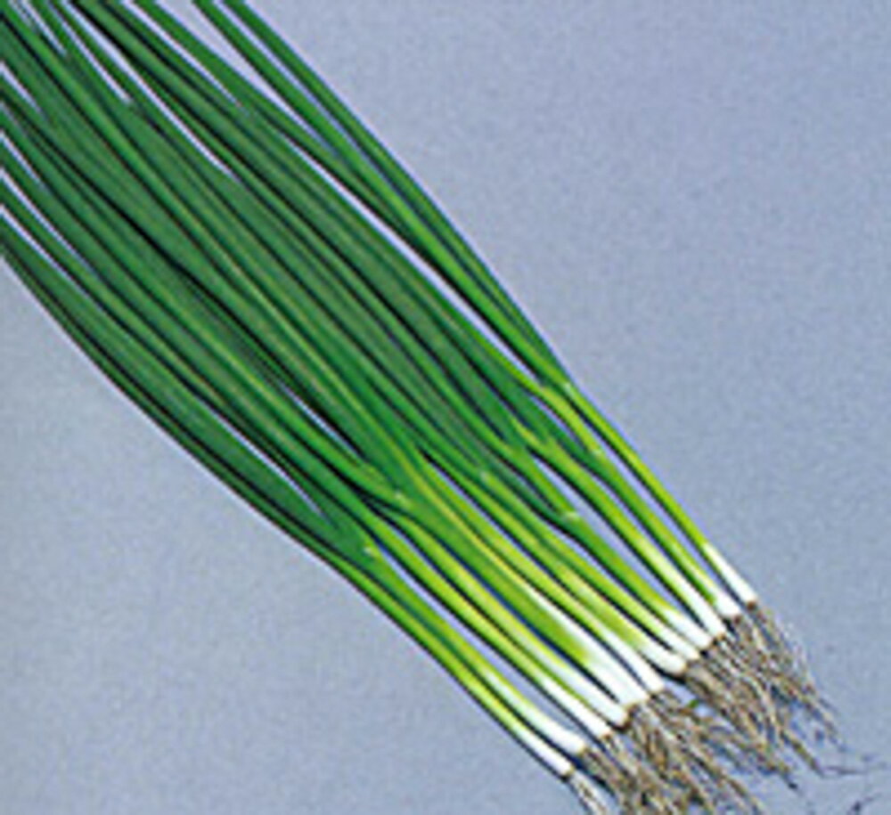 東京黒ネギ2号 2dl 袋 葱 ネギ ねぎ【ヴィルモランみかど 種 たね タネ】【通常5倍 5のつく日はポイント10倍】