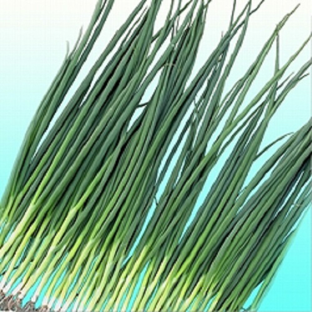 もえぎ 2dl 袋 葱 ネギ ねぎ【ヴィルモランみかど 種 たね タネ】【通常5倍 5のつく日はポイント10倍】