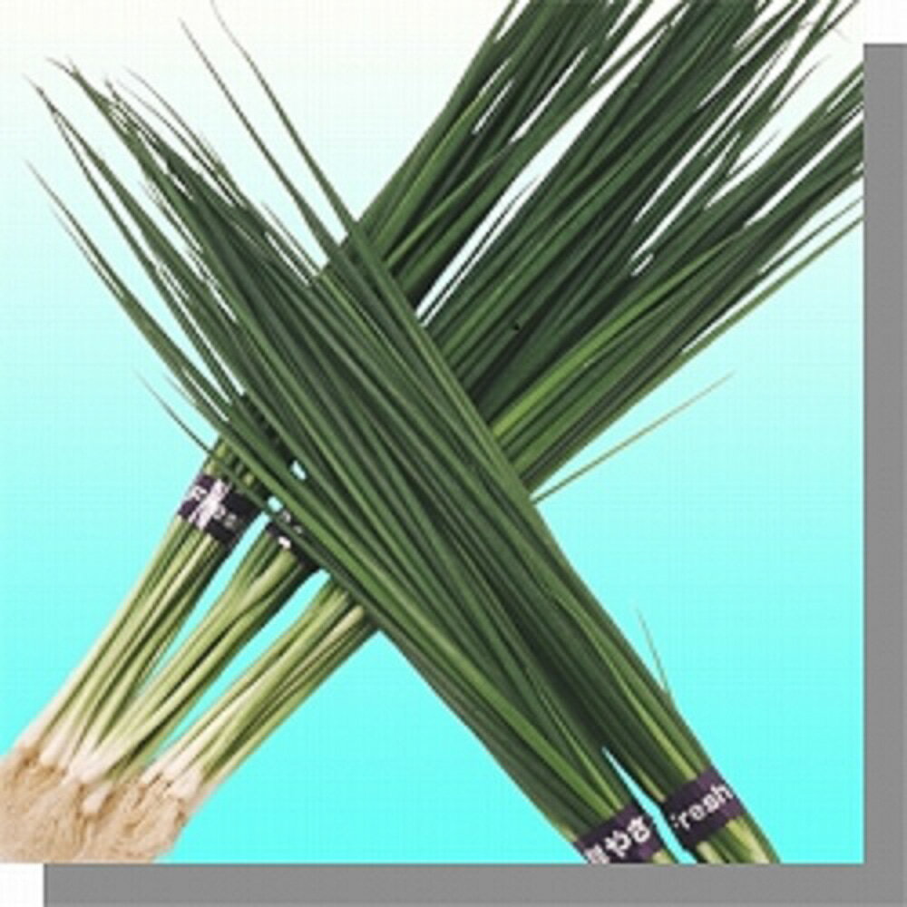 黒泉夏用 1L 袋 葱 ネギ ねぎ【ヴィルモランみかど 種 たね タネ】【通常5倍 5のつく日はポイント10倍】