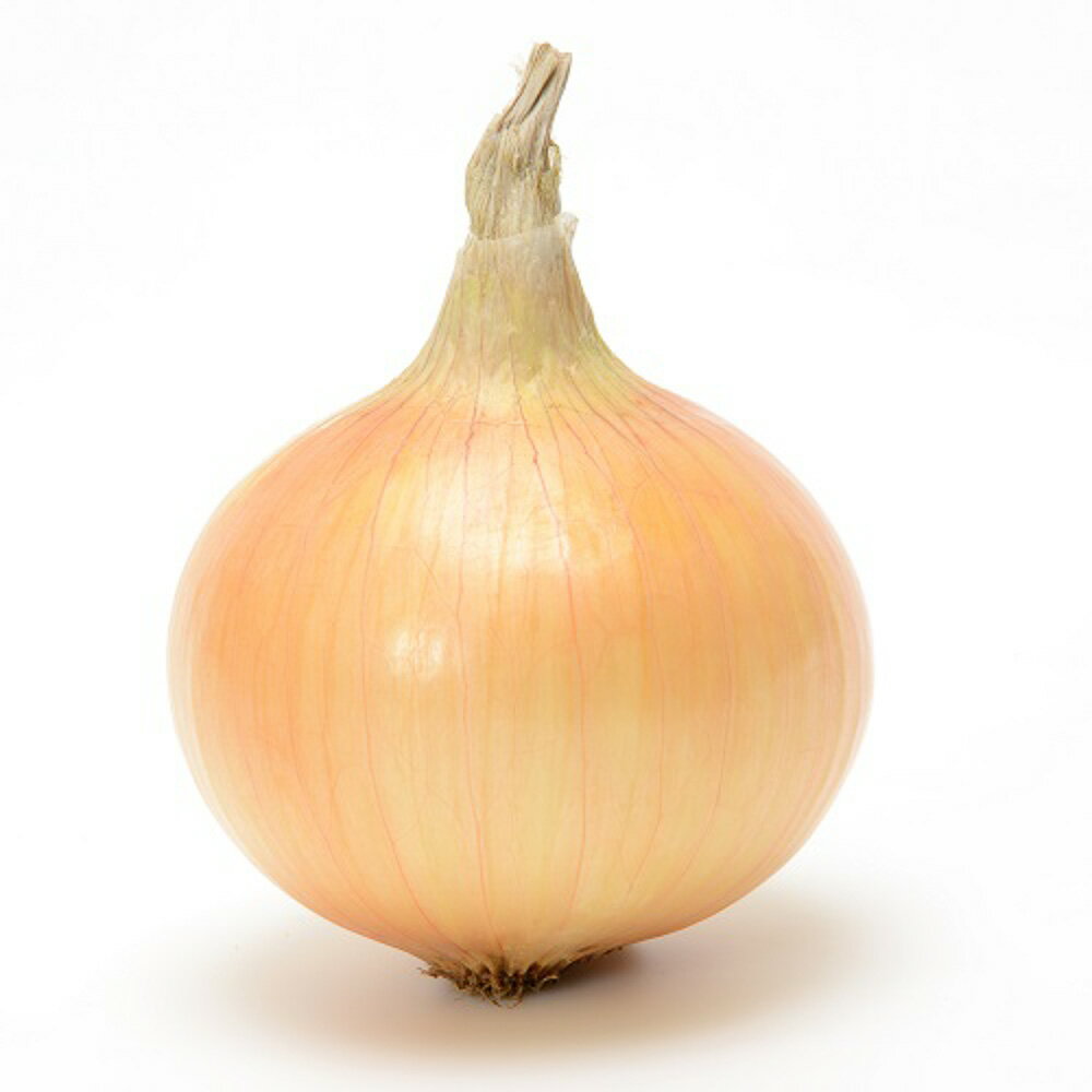 樂天商城 - 春風丸 2dl 袋 玉ねぎ たまねぎ 玉葱 タマネギ【ヴィルモランみかど 種 たね タネ】【通常5倍 5のつく日はポイント10倍】