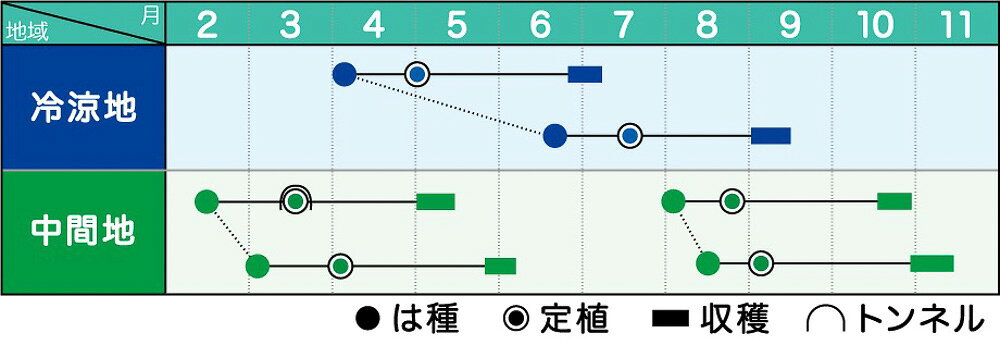 全国種苗出荷センターのジェットドーム ペレット 5000粒 ブロッコリー【ヴィルモランみかど 種 たね タネ】【通常5倍 5のつく日はポイント10倍】｜アングル2