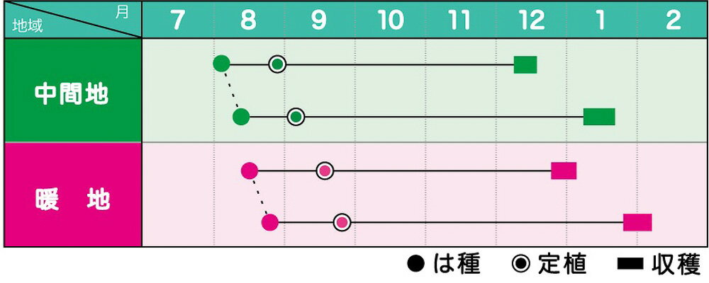 りんな 2000粒 ブロッコリー【ヴィルモランみかど 種 たね タネ】【通常5倍 5のつ...