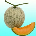 モネレッド早春晩秋系907 100粒 めろん メロン 舐瓜【ヴィルモランみかど 種 たね タネ】【通常5倍 5のつく日はポイント10倍】