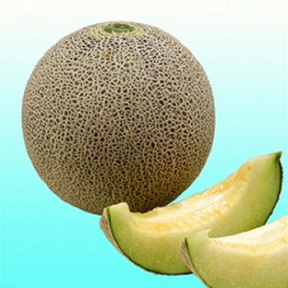 樂天商城 - スカイグリーン 100粒 めろん メロン 舐瓜【ヴィルモランみかど 種 たね タネ】【通常5倍 5のつく日はポイント10倍】