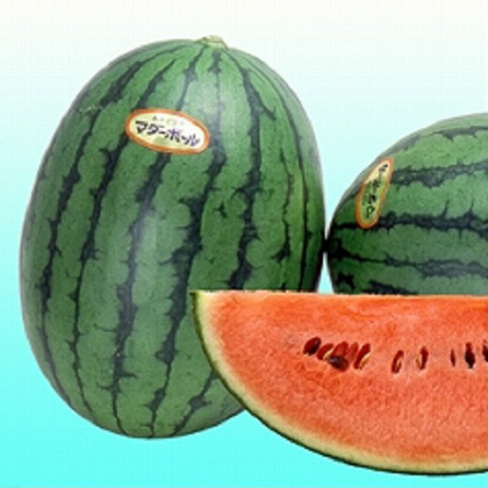 糖度の特に高い。ラグビーボール型小玉スイカ