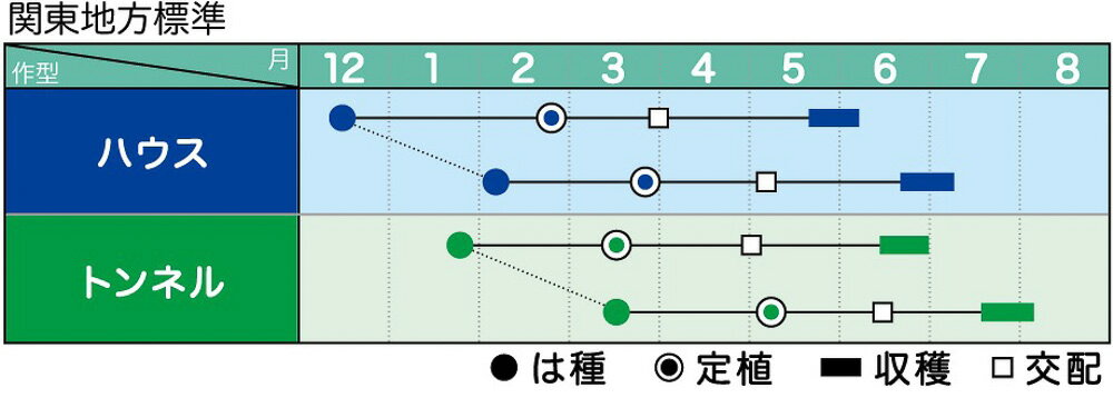夏太鼓2号 200粒 スイカ すいか 西瓜【ヴィルモランみかど 種 たね タネ】【通常5...