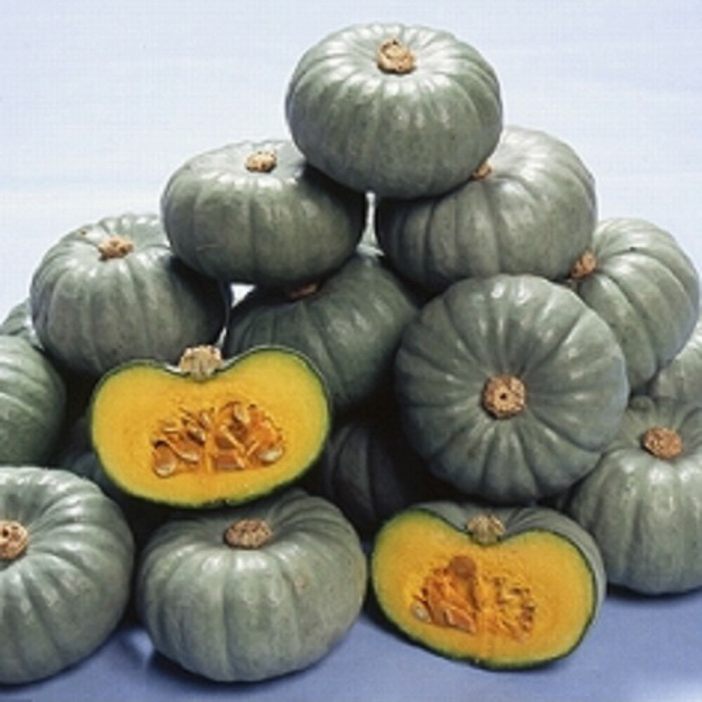 白い坊ちゃん(品種名:白坊) 100粒 南瓜 カボチャ かぼちゃ【ヴィルモランみかど 種 たね タネ】【通常5倍 5のつく日はポイント10倍】