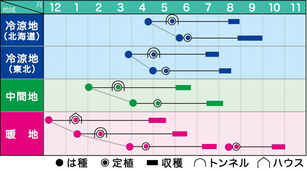 くりゆたか7 100粒 南瓜 カボチャ かぼちゃ【ヴィルモランみかど 種 たね タネ】【通常5倍 5のつく日はポイント10倍】 2