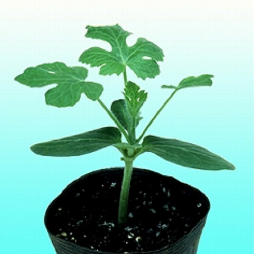 ツルワレ病、急性イチョウ症に強い