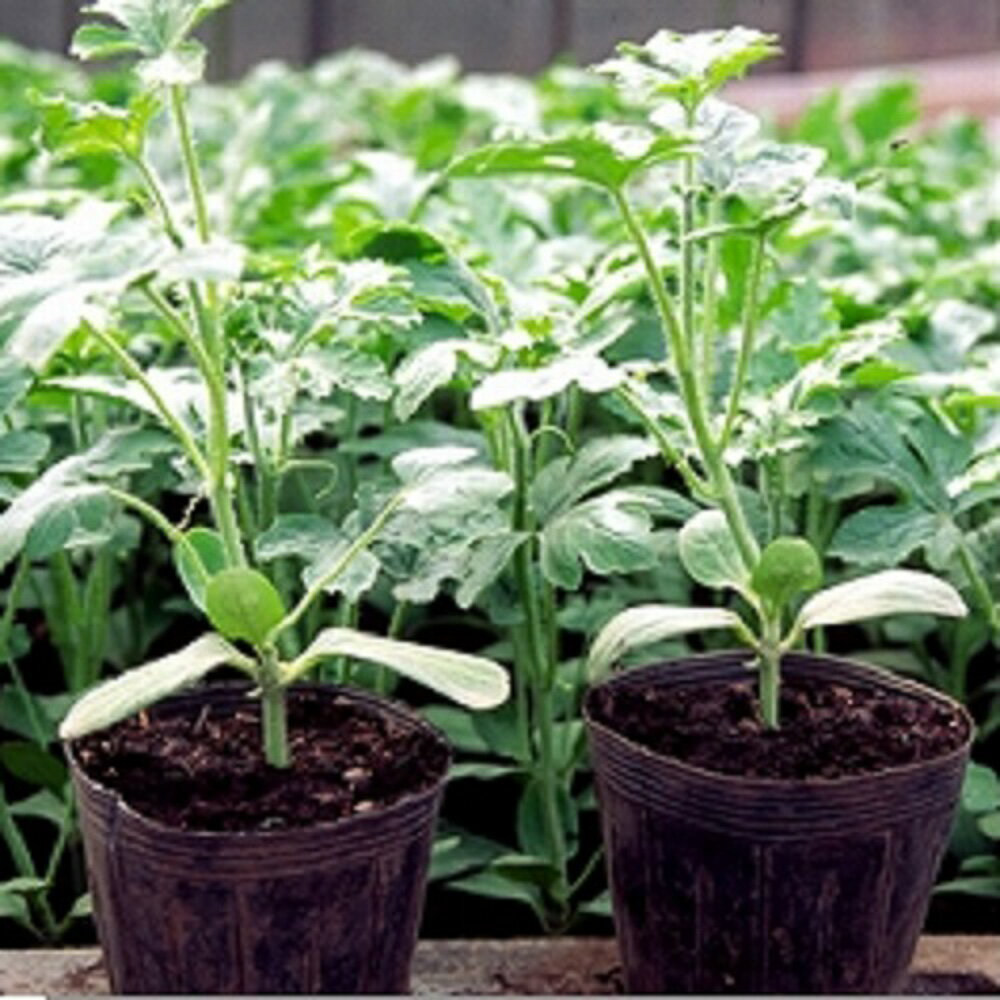 台丈夫 5dl 袋 台木 ダイギ だいぎ【ヴィルモランみかど 種 たね タネ】【通常5倍 5のつく日はポイント10倍】