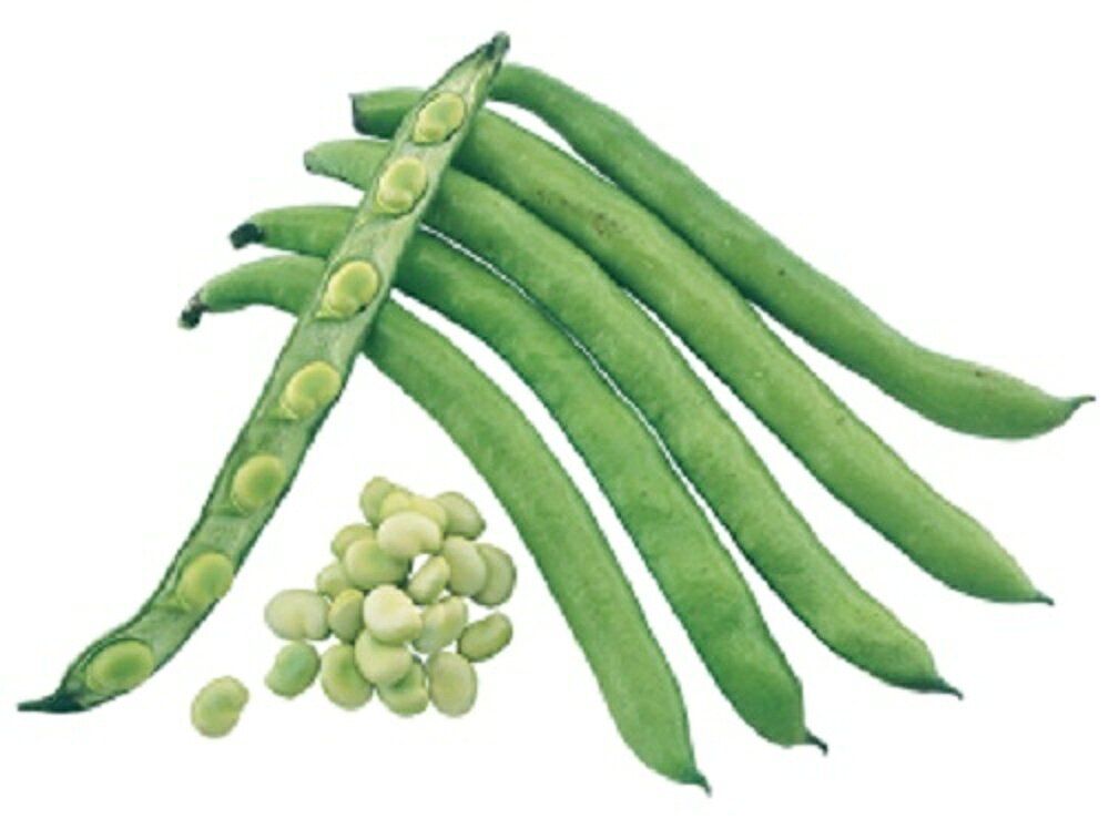 樂天商城 - ポポロ(サラダソラマメ) 1L そらまめ ソラマメ 蚕豆 空豆【武蔵野種苗 種 たね タネ 】【通常5倍 5のつく日はポイント10倍】◎