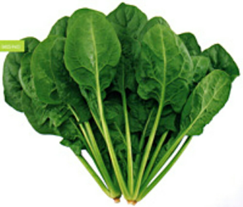 樂天商城 - グラナダ9 Mサイズ(3万粒) ほうれん草 法蓮草 ホウレンソウ ほうれんそう 一代交配【武蔵野種苗 種 たね タネ 】【通常5倍 5のつく日はポイント10倍】