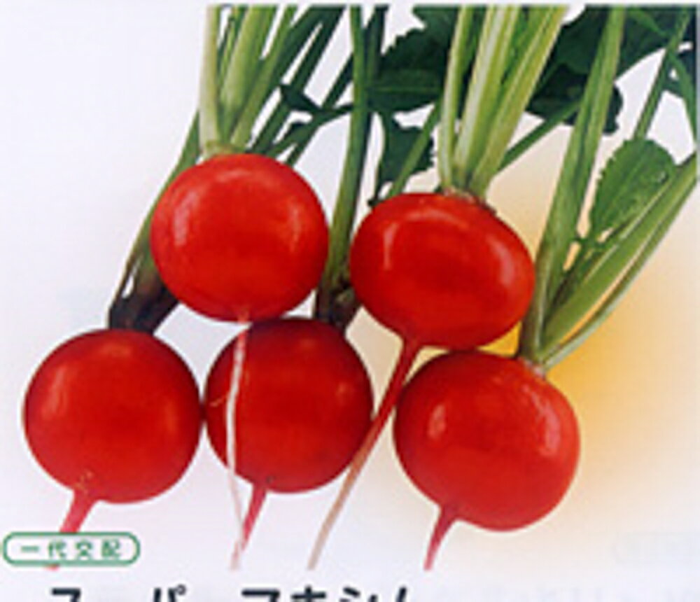 スーパーマキシム 10000粒 大根 ダイコン だいこん 一代交配【武蔵野種苗 種 たね タネ 】【通常5倍 5のつく日はポイント10倍】