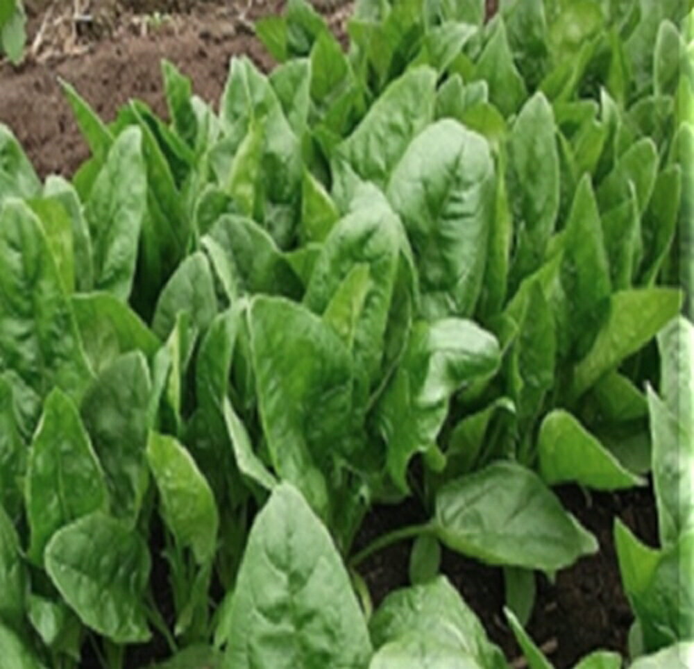 ディープサマー Lサイズ(1L) ほうれん草 法蓮草 ホウレンソウ ほうれんそう 一代交配【武蔵野種苗 種 ..