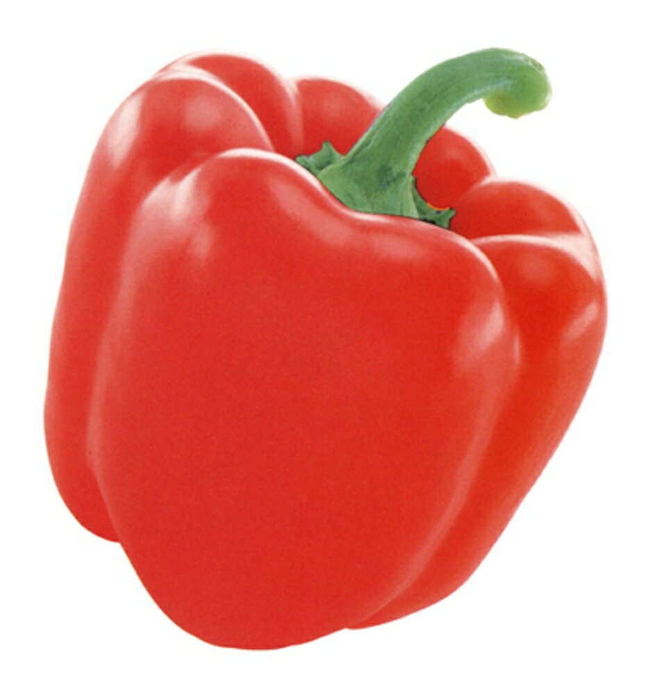 赤ぷり2号 100粒 ピーマン ぴーまん 一代交配【武蔵野種苗 種 たね タネ 】【通常5倍 5のつく日はポイント10倍】