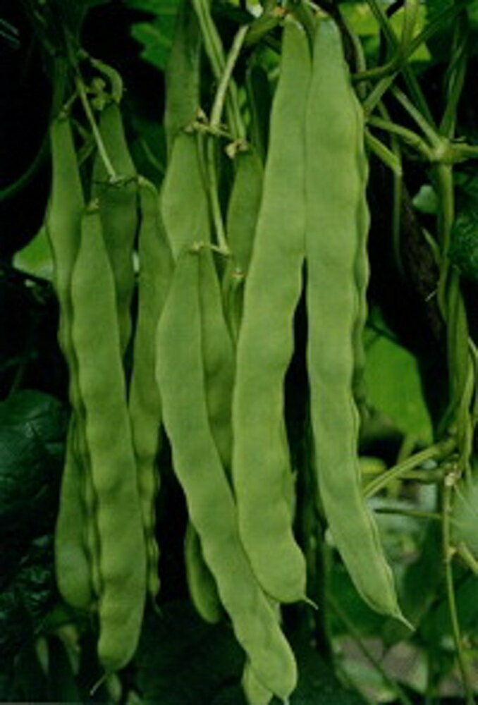 樂天商城 - 成平(つるあり) 1L さやえんどう サヤエンドウ 莢豌豆【武蔵野種苗 種 たね タネ 】【通常5倍 5のつく日はポイント10倍】